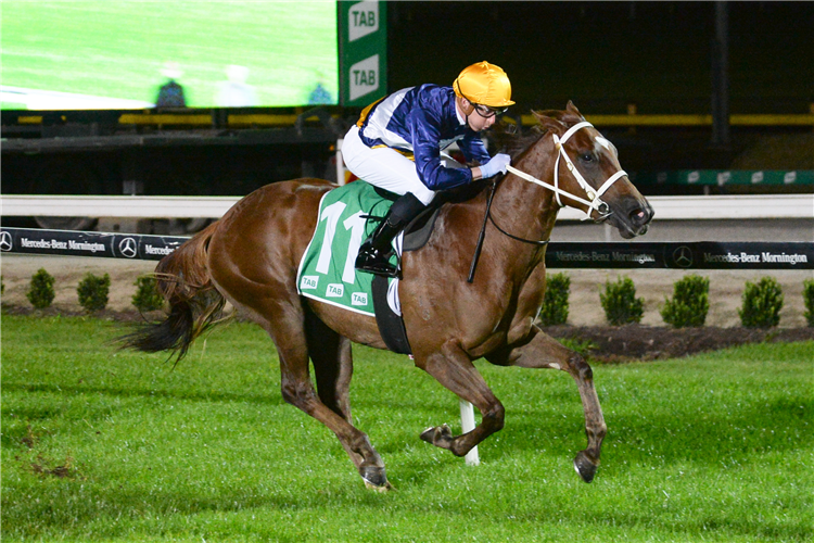 SEE YOU IN SPRING winning the Thoroughbred Breeders Super VOBIS Maiden Plate in Cranbourne, Australia.