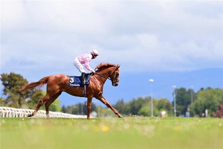 SERPENTINE running in the Tattersalls Gold Cup (Group 1)