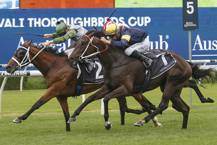 SHARED AMBITION winning the Davali Thoroughbreds Cup