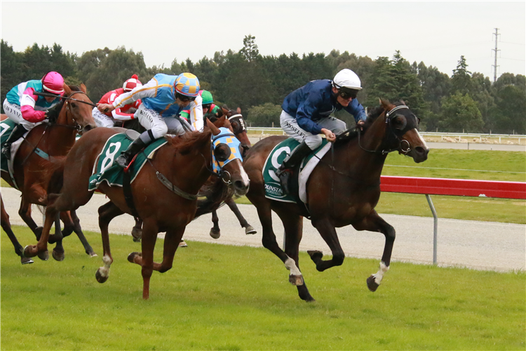 Showemhowitsdone (inner) holds out The Gift to win the Listed Liquorland Gore Guineas (1335m)