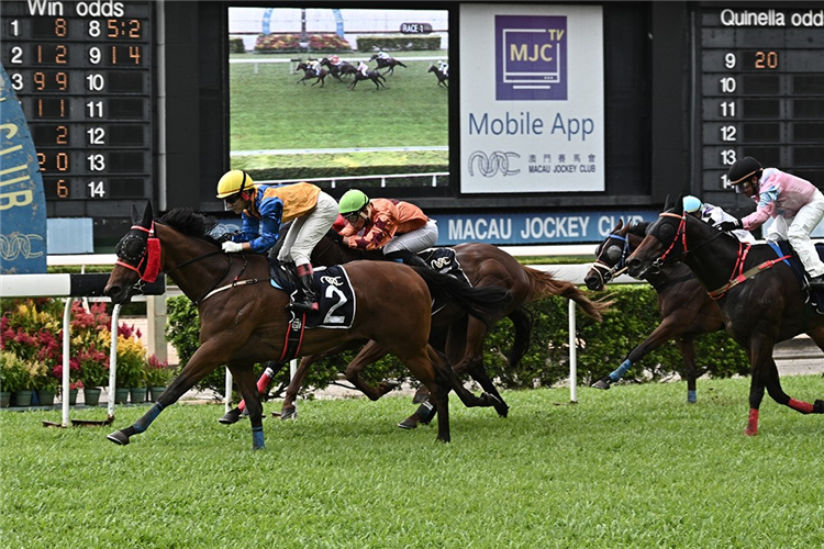 SMART ARROW winning the THE SHEK O