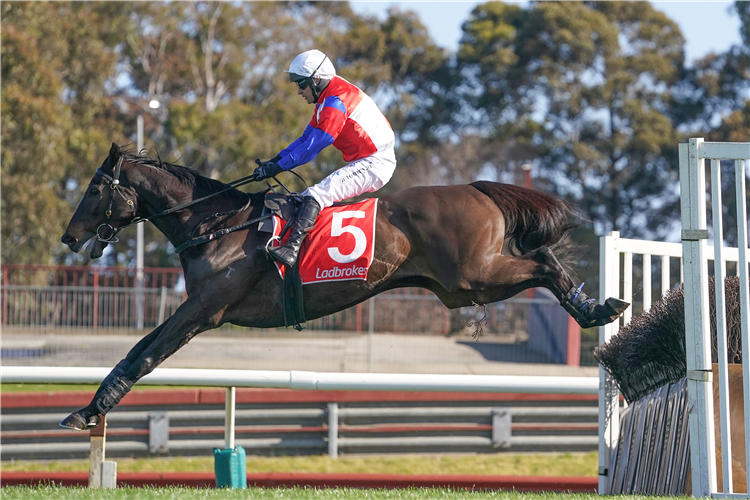 SOCIAL ELEMENT winning the Crisp Steeplechase at Sandown Lakeside in Australia.