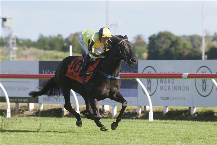 Spring Heat works home strongly during her exhibition gallop at Te Rapa