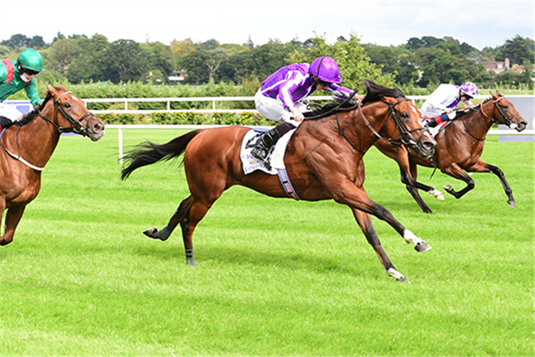 ST MARK'S BASILICA winning the Irish Champion Stakes.