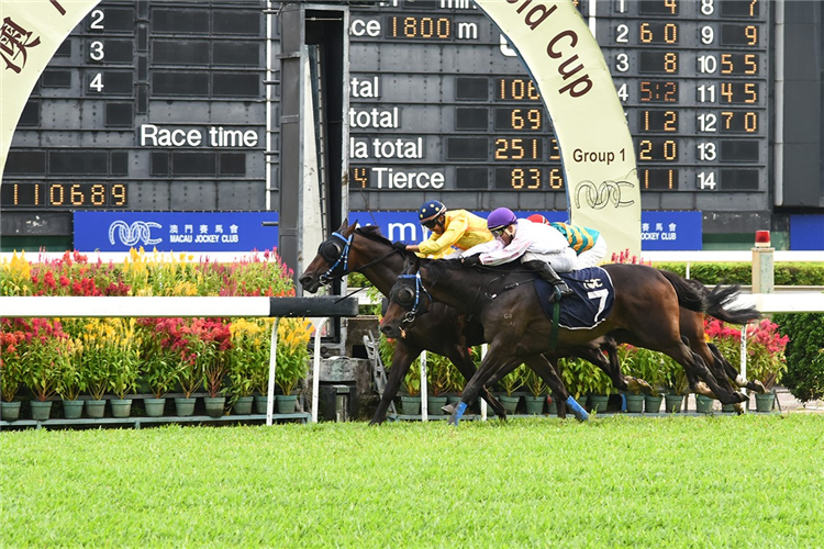 STAR OF CITY GOLD winning the THE JARDIM DA ESTRELA