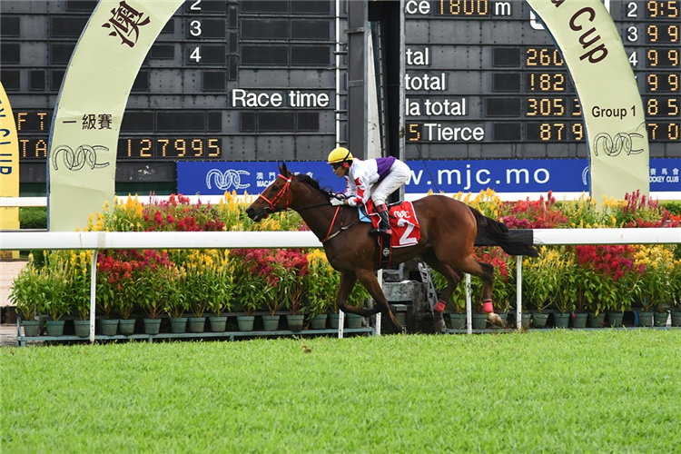 STAR OF YIU CHEUNG winning the MACAU GOLD CUP (TRIPLE CROWN