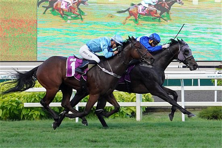 Tiger Roar (Simon Kok Wei Hoong) looking to turn the tables on stable companion Starlight (Shafrizal Saleh, inside) who beat him by a head in the Group 2 Singapore Three-Year-Old Classic.