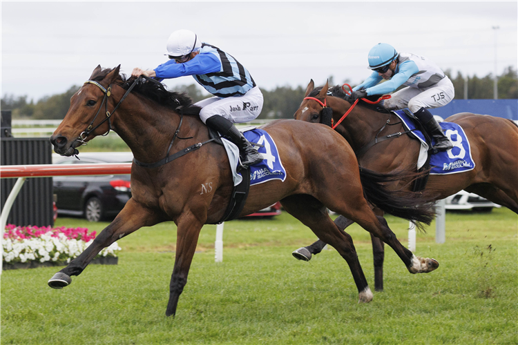 STEELY winning the Abax Contracting (Bm88) at Kembla Grange in Australia.