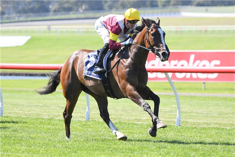 STEINEM winning the IVE > Print Handicap at Ladbrokes Park Hillside in Springvale, Australia.