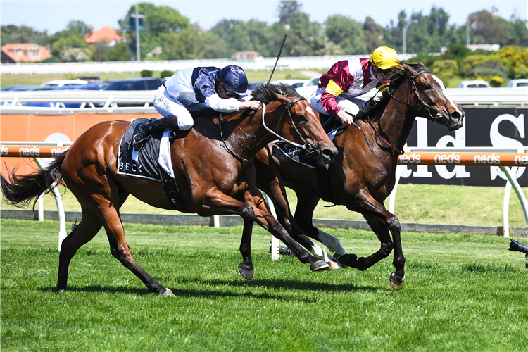 STEINEM winning the Beck Probuild Summoned Stakes at Caulfield in Australia.
