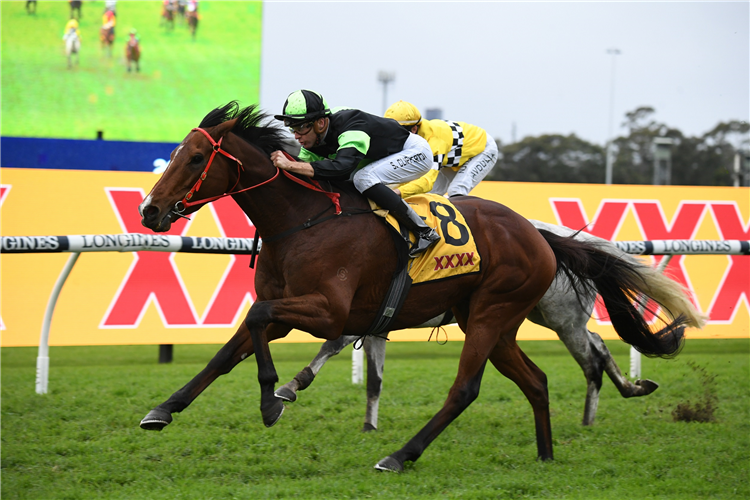 STOCKMAN winning the XXXX W J McKell Cup at Rosehill in Australia.