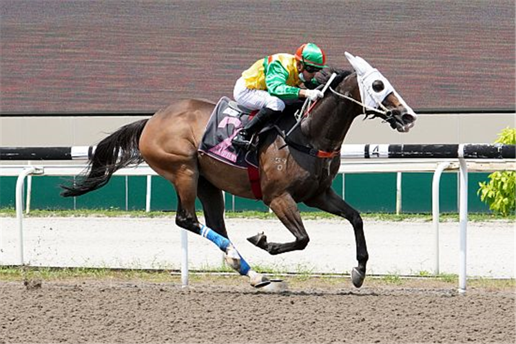 SUPER SIX winning the DEBT COLLECTOR 2016 STAKES CLASS 5