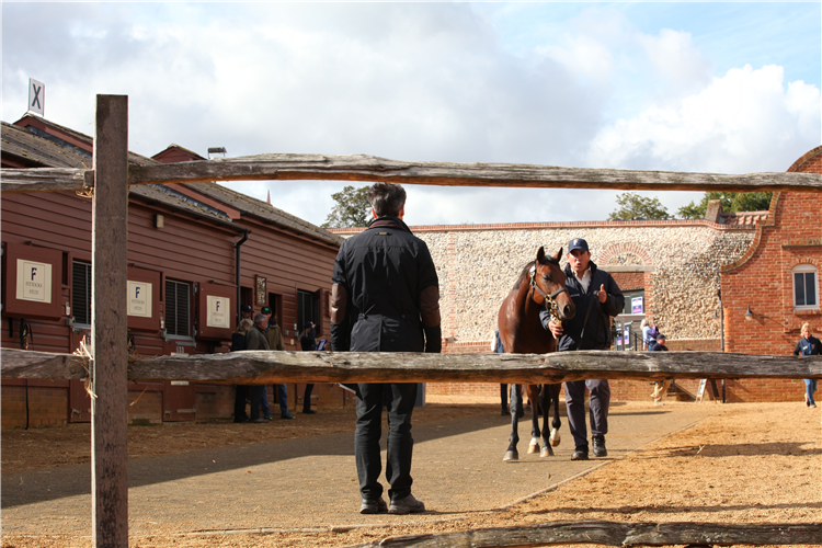 Tattersalls October Yearling Sale.