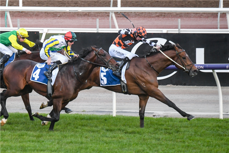 THE ASTROLOGIST winning the All Vic. Sprint Series Final at Flemington in Australia.