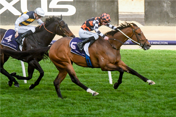 THE ASTROLOGIST winning the Aurie's Star Hcp at Flemington in Australia.