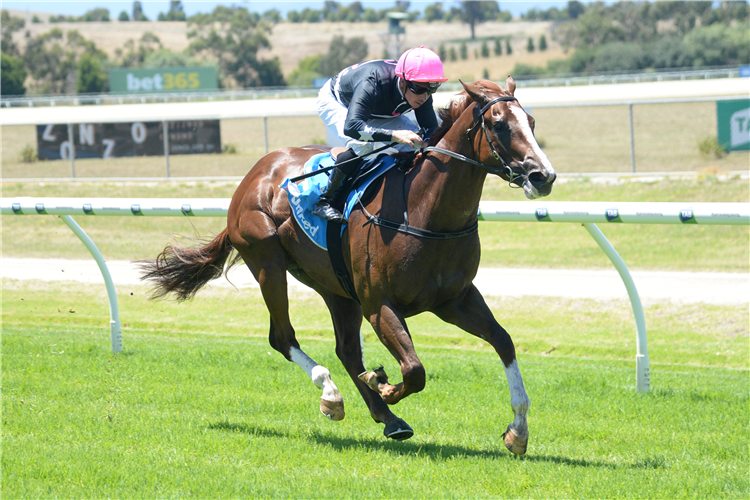 THE BILLIONAIRE winning the Bet365 Top Tote Plus Mdn at Yarra Valley in Australia.