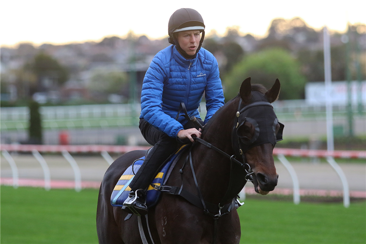 The Chosen One and jockey Damian Lane after working at The Valley on Tuesday morning.