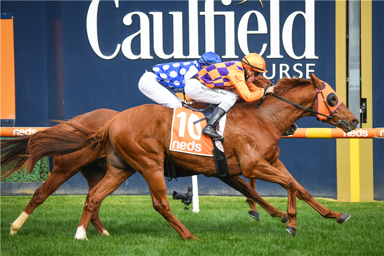 THE GAUCH winning the Neds Same Race Multi Hcp at Caulfield in Australia.