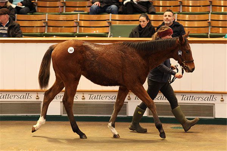 Time Test - Wild Mimosa colt.