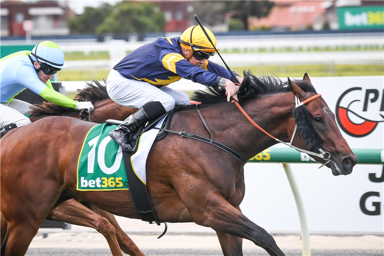 TONNEOFGRIT winning the Bet365 Top Tote Plus Mdn Plate at Geelong in Australia.