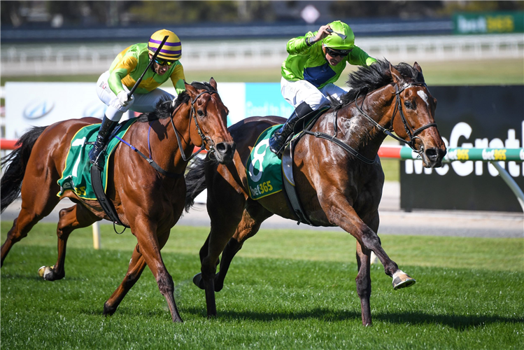 TRALEE ROSE (inside) winning the Bet365 Geelong Cup