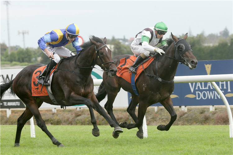 TURN THE ACE winning the Waikato Equine Vet Centre Stks