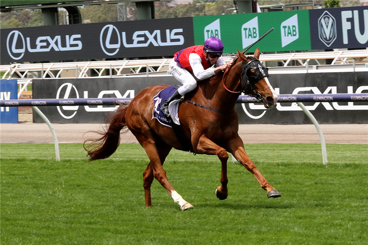 WARNING winning the Queen Elizabeth Stakes at Flemington in Australia.