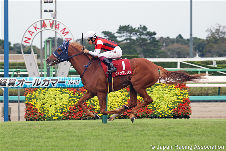 WIN MARILYN winning the All Comers at Nakayama in Japan.