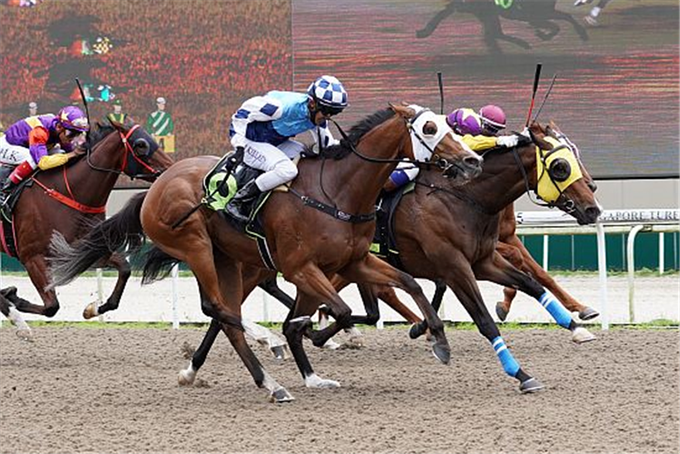 WIND OF DUBAI (yellow blinkers) winning the OPEN MAIDEN