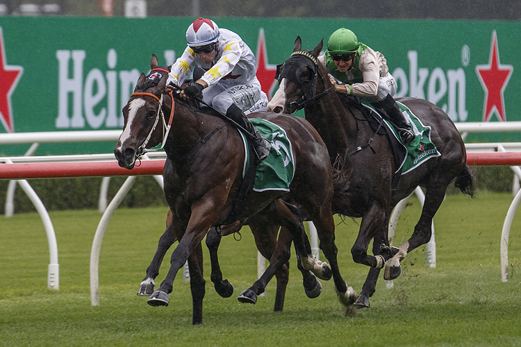 WRITTEN BEAUTY winning the Heineken (Bm94)