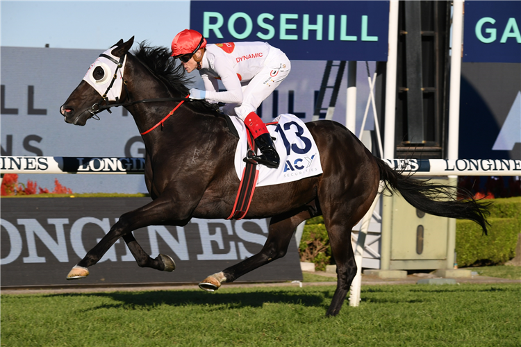 YAO DASH winning the Doncaster Prel. at Rosehill in Australia.