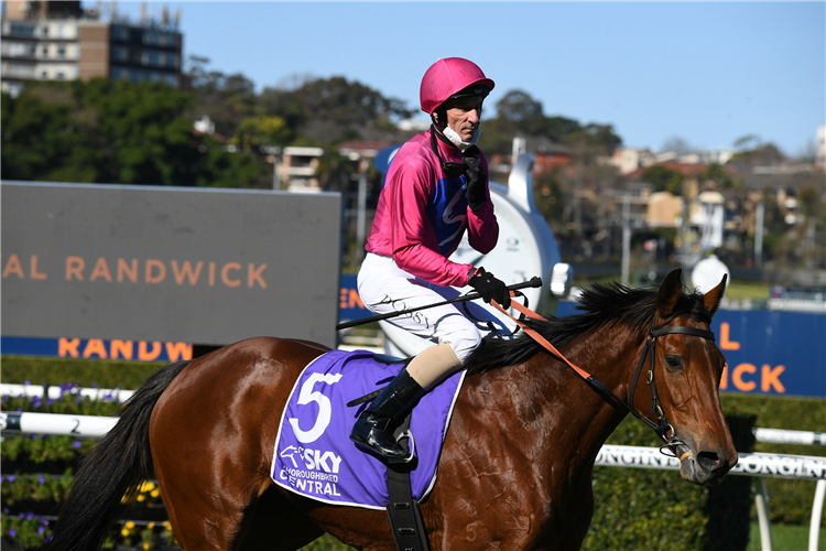 Jockey : GLEN BOSS after winning the Midway (Bm72) at Randwick in Australia.