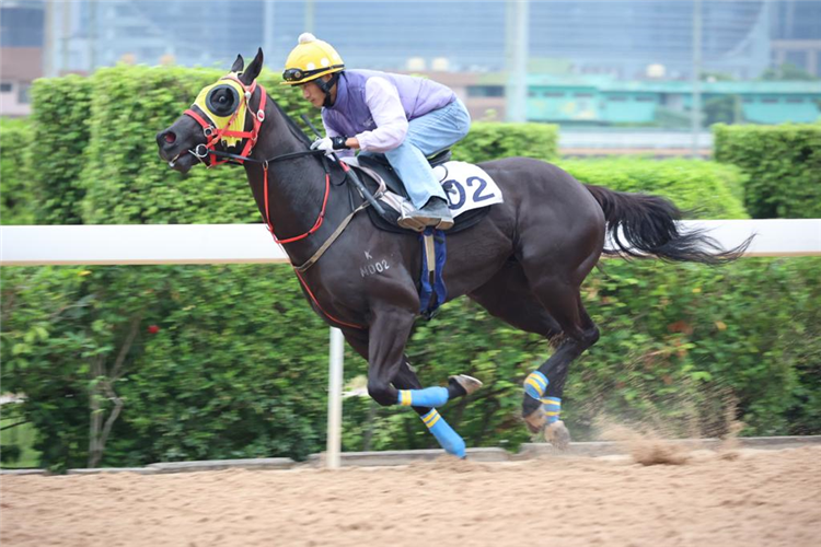 Jockey :Liang Xiaochuan