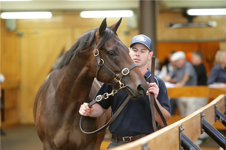 Monovale Farm will offer a full-sister to 2020 Ready To Run Sales topper, lot 298 (pictured with Max Smithies), at Karaka later this month.