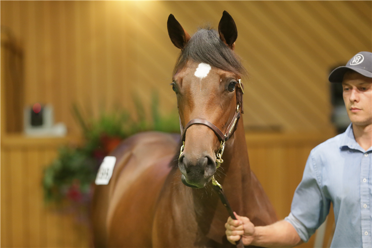 Lot 199, the Iffraaj filly, was purchased by Te Akau principal David Ellis on behalf of Boys Get Paid for $125,000