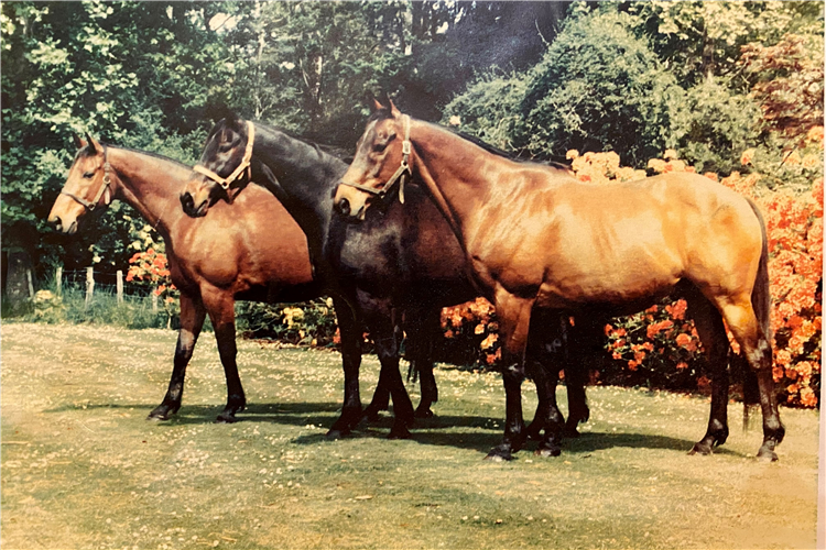 Sunbride’s three great staying sons pictured in retirement at Te Parae: General Command, Ilumquh and Straight Draw