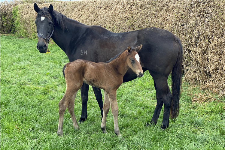 Opulence with her hours-old colt foal by Zed, a brother to classy racemare Verry Elleegant and recent Winter Cup placegetter Verry Flash.