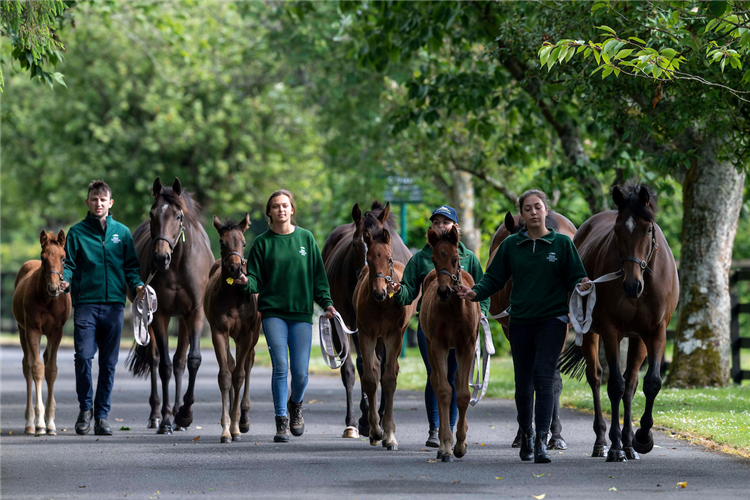 Irish National Stud group