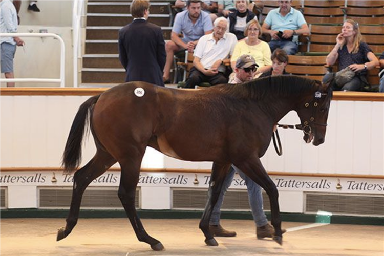 Lot 206 Twilight Son - Baileys Jubilee colt