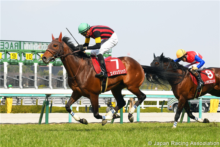 A SHIN CLICK winning the Hanshin Spring Jump at Hanshin in Japan.