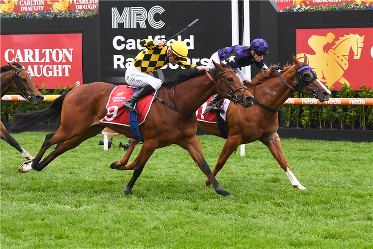 A VERY FINE RED winning the Alinghi Stakes at Caulfield in Australia.