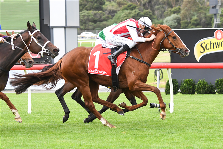 AGREEABLE winning the Ladbrokes Split Multis (Bm78) at Sandown in Australia.