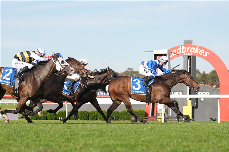 ALLIGATOR BLOOD winning the Underwood Stakes at Sandown in Australia.