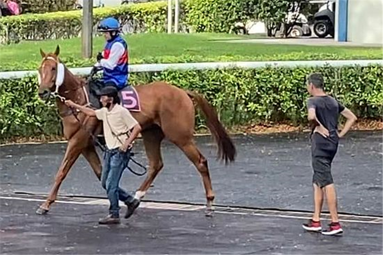 Assistant-trainer Michael White (in black top, back facing the camera) runs his eyes over Alqantur (Manoel Nunes) as he steps out for the barrier trial on Thursday morning.