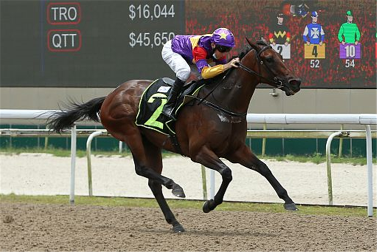 AMORE AMORE winning the BOLD THRUSTER 2019 STAKES CLASS 4