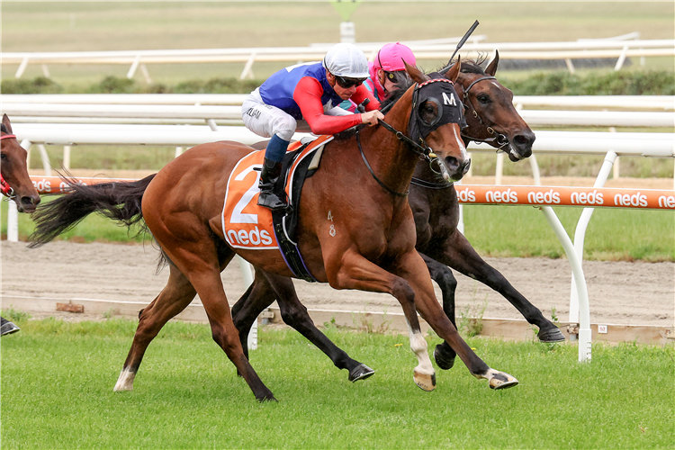ARCTIC EAGLE winning the Brian's Shed Plate in Mornington, Australia.