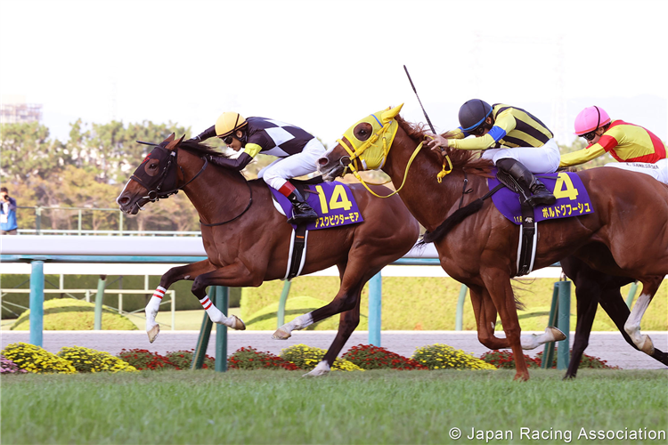 ASK VICTOR MORE winning the Kikuka Sho at Hanshin in Japan.