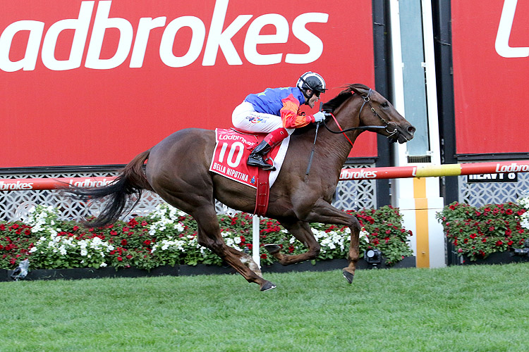 BELLA NIPOTINA winning the Ladbrokes Manikato Stakes