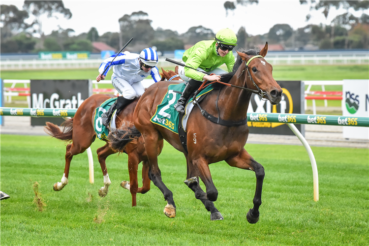 BERKELEY SQUARE winning the Race like a Boss Two-Years-Old Maiden Plate  in Geelong, Australia. 