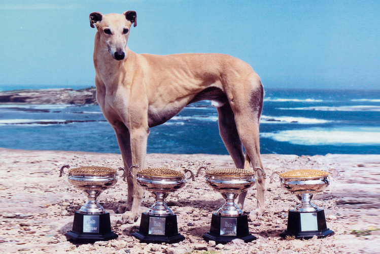 The Immortal Bold Trease and his record breaking four Sandown Cups.